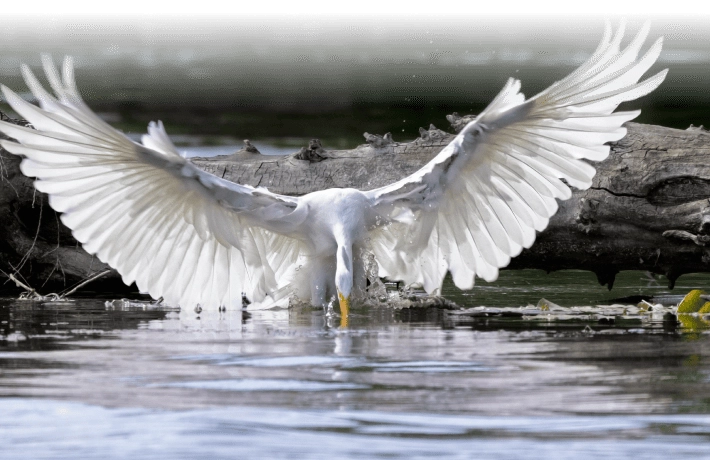 737mm equivalent focal length